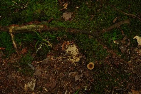 Overhead view of a forest floor covered in moss fallen leaves and small Stockfoto's