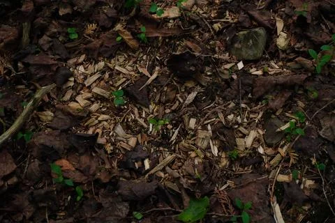 Overhead view of forest floor with decaying leaves mulch and small green sprouts 스톡 사진