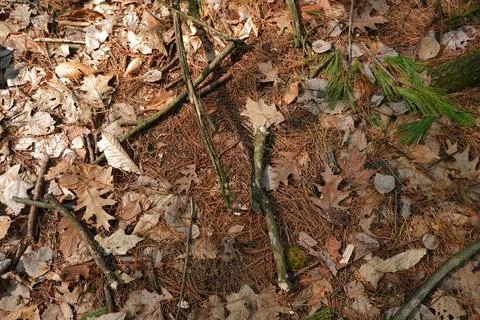 Overhead view of forest floor with fallen oak leaves pine needles and twigs Stock-Fotos