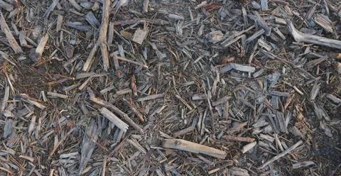 Overhead View of Forest Floor Ground Cover with Wood Chips Bark Twigs and P.. Stock Photos