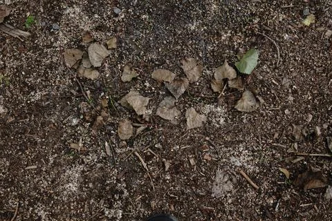 Overhead view of forest floor ground cover Foto stock