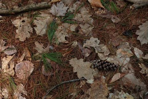 Overhead view of a forest floor Фото