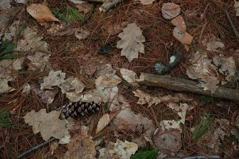 Overhead view of a forest floor Фото