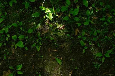 Overhead view of a forest floor 写真素材