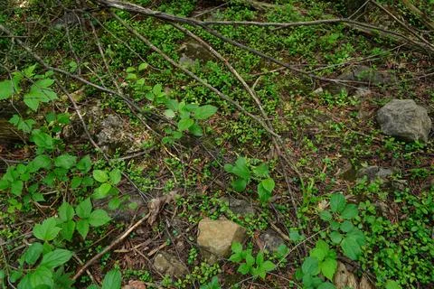 Overhead view of a forest floor Foto stock