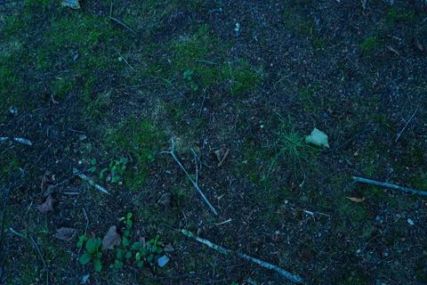 Overhead view of forest floor 写真素材