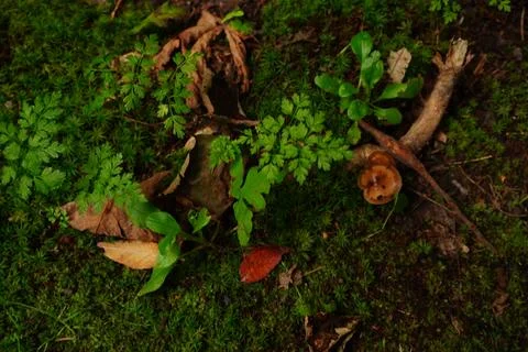 Overhead view of a forest floor Stock Photos