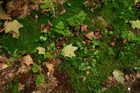 Overhead view of a forest floor Stock Photos