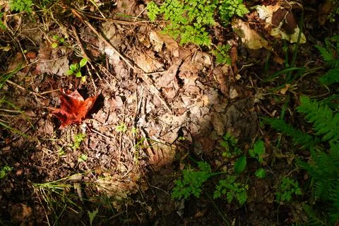 Overhead view of forest floor 写真素材