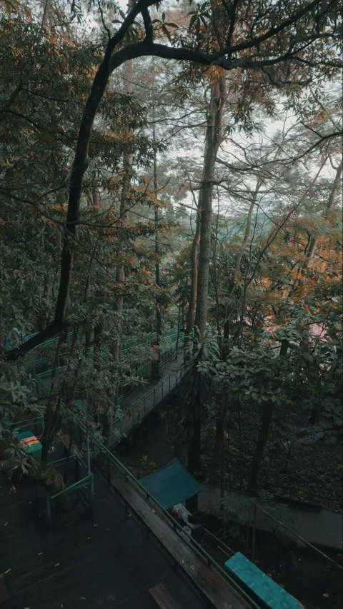 Overhead View of Forest Path from Skywalk Stock Footage 280900759
