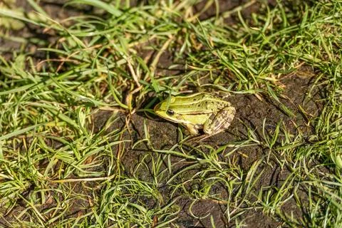 Overhead View of a Frog Nestled in Grass and Mud Stock Photos