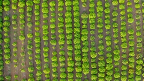 Overhead view of fruit tree orchard on mango farm, Dominican Republic Stock Footage 161222784