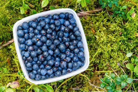 Overhead view of full container of handpicked wild bilberries on a mossy Fi.. Stock Photos