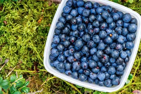 Overhead view of full container of handpicked wild bilberries on a mossy Fi.. Stock Photos