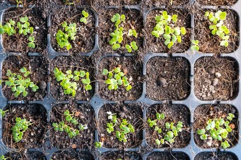 Overhead view of germinated vegetable on germination planter tray filled with Stock Photos