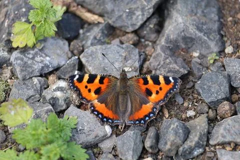 Overhead view of a gorgeous Small tortoiseshell butterfly standing on the rocky Stock Photos