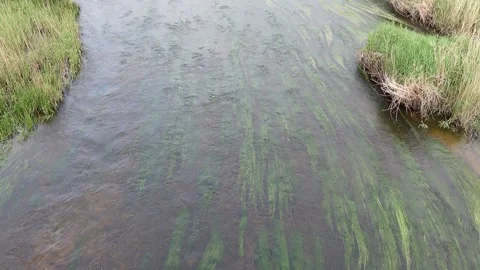 Overhead view of green algae in a river Stock Footage 285949882