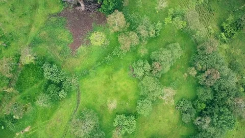 Overhead View Of Green Fields with Green Trees Video stock 79448396