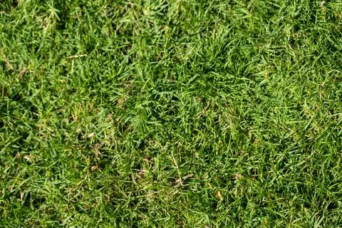 Overhead View of Green Grass Stock Photos