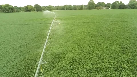An overhead view of a green, lush soybean field with active sprinklers Stock-Footage 343032773