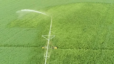 An overhead view of a green, lush soybean field in south central Kentucky Stock-Footage 343032775