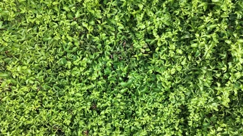 Overhead View of Green Passion Fruit Vines Stock Footage 333512431