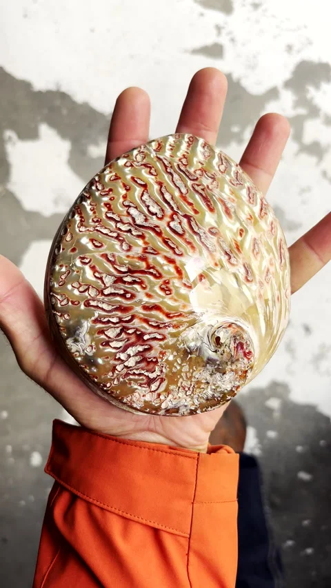 Overhead view of hand holding polished abalone shell showing natural textures Stock Footage 342466114