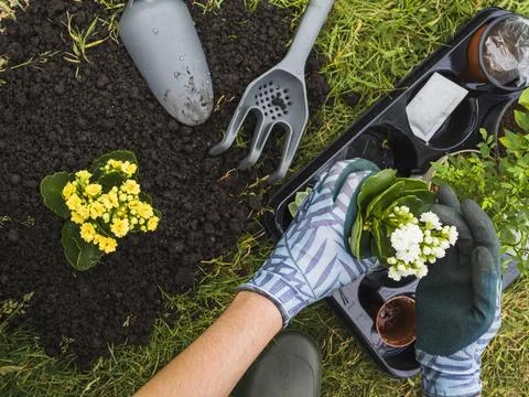 Overhead view hand holding small fresh potted plant Resolution and high quality 스톡 사진