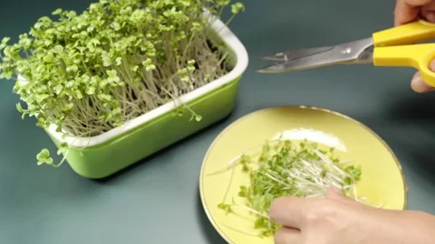 Overhead view of harvesting fresh broccoli microgreens with scissors and pl.. Stock Footage 345206680