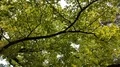 Overhead view hiking below green beech trees in summer 4k 4k or 4k+ Resolution