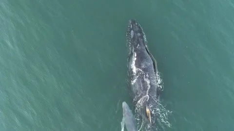 Overhead view of Humpback Whale and Calf - Port Shepstone, Kwa-Zulu Natal Video stock 201304476