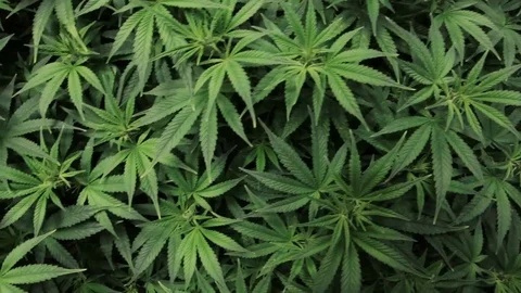 Overhead view of Indoor Marijuana Plants Stock Footage 105378000