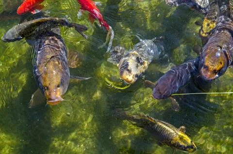 Overhead view of Koi Carp Stock Photos