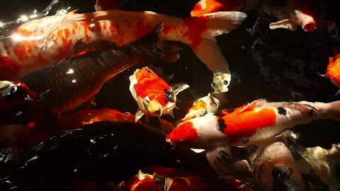 Overhead view of koi carps swimming in pond Stock Footage 245249955