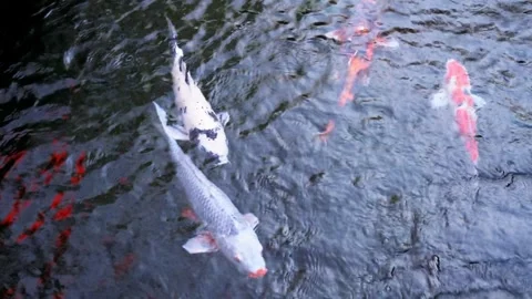 Overhead view of koi fish swimming in clear dark water. Vibrant white and o.. Stock Footage 331280520