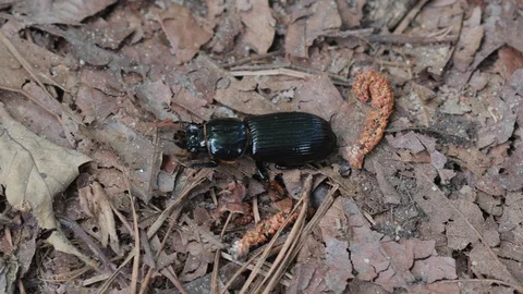 Overhead view of large black beetle Stock Footage 129858846