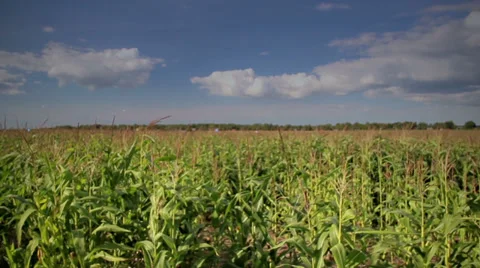 Overhead view of the large corn field Stock Footage 32241963