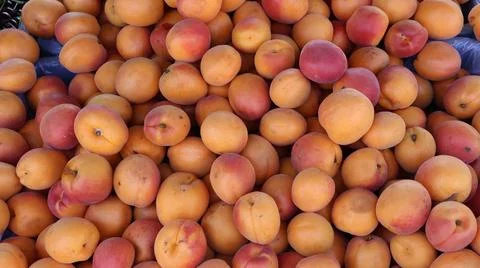 Overhead view of a large pile of fresh ripe apricots Stock Photos