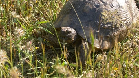 Overhead view of large turtle eating flowers on the field Stock Footage 129552800