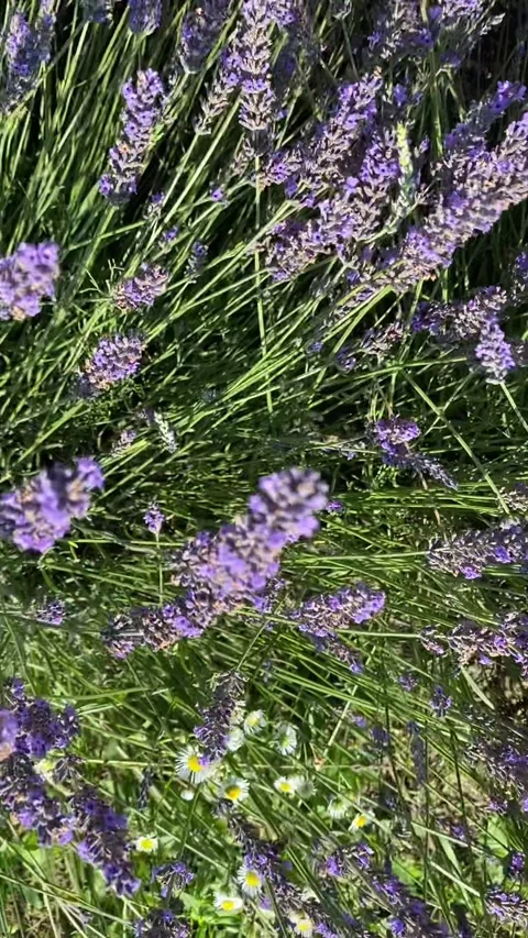 Overhead view of lavender bushes bees flying around Video stock 203910395