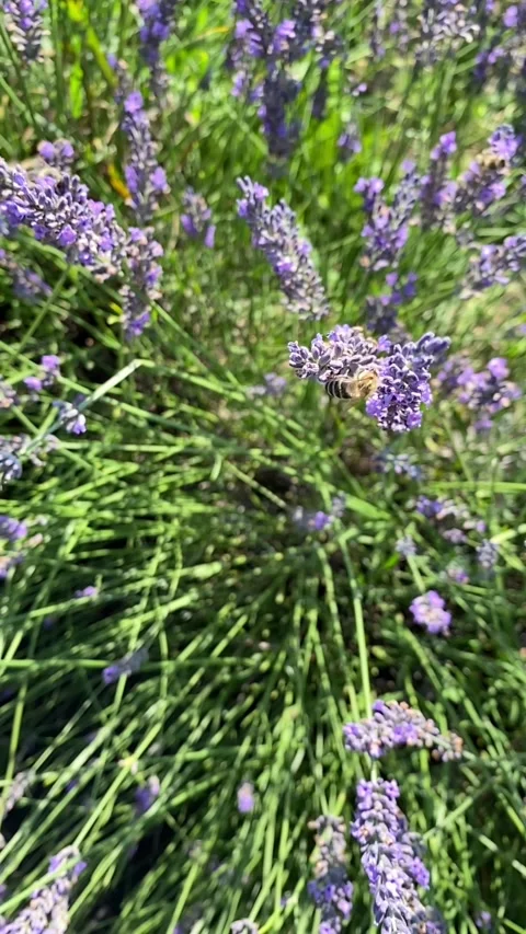 Overhead view of lavender bushes bees flying around Stock Footage 223922227