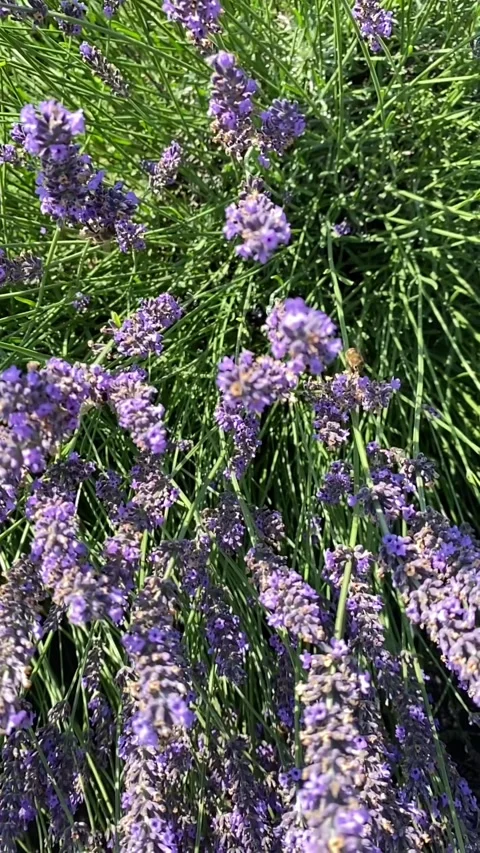 Overhead view of lavender bushes bees flying around Stock Footage 232605613