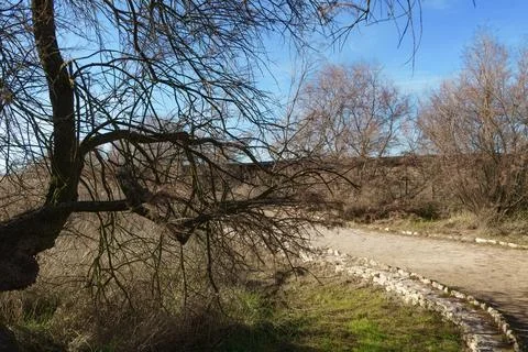Overhead view of leafless tree branches against bright blue sky Stock Photos