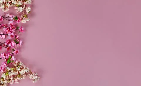 Overhead view of left side border of cherry blossoms on pink background Stock Photos