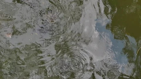 Overhead view looking down at a group of turtles in a pond lake. NO PEOPLE. On a Stock Footage 308034556