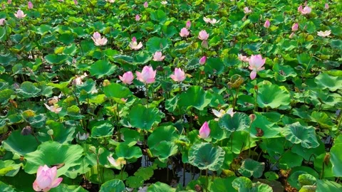 The overhead view of this lotus-filled landscape. Stock Footage 306725975