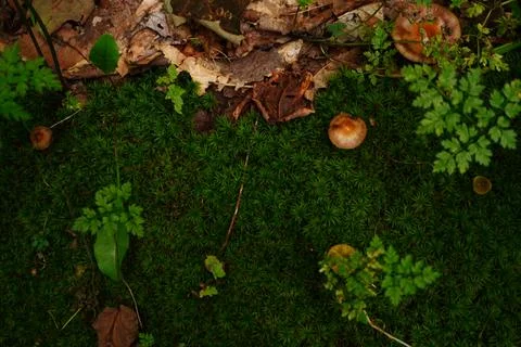 Overhead view of a lush forest floor covered in dense green moss scattered Stock Photos