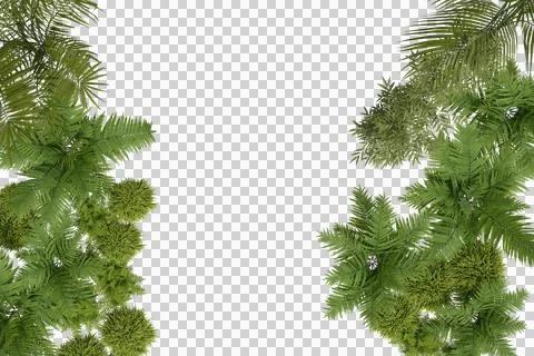 Overhead view of lush green foliage, forming a border with Foto stock