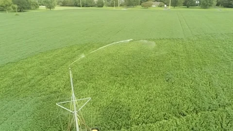An overhead view of a lush, green soy bean field with active irrigation Stock-Footage 343032736