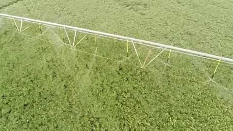 An overhead view of a lush, green soy bean field with active sprinklers Stock-Footage 343032760